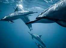 开云官网-尤文3-0终结那不勒斯6轮不败 戴维破门伊尔迪兹建功